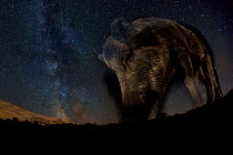 Wild boar (Sus scrofa) at night with the milky way in the background, Gyulaj, Tolna, Hungary. August. Taken using long exposure with flash at night. Winner of the Mammals Category of the GDT Awards 20...