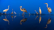 Little egret (Egretta garzetta) and Grey herons (Ardea cinerea) reflected in lake at twilight, Lake Csaj, Pusztaszer, Hungary. June. Winner of the Portfolio category of the Terre Sauvage Nature Images...