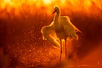 Little egret (Egretta garzetta) shaking water off wings at sunset, Lake Csaj, Pusztaszer, Hungary. May. Winner of the Portfolio category of the Terre Sauvage Nature Images Awards competition 2015.
