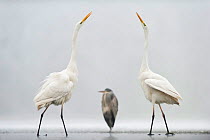 Two Great egrets (Ardea alba) standing opposite each other with Grey heron (Ardea cinerea) in between. Lake Csaj, Pusztaszer, Hungary, January. Winner of the Portfolio category of the Terre Sauvage Na...