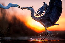 Grey heron (Ardea cinerea) and Great egret (Ardea alba) fighting over fish, Lake Csaj, Pusztaszer, Hungary, December. Winner of the Portfolio category of the Terre Sauvage Nature Images Awards competi...