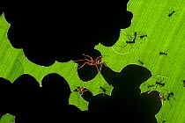 Leafcutter ants (Atta sp) colony harvesting a banana leaf, Costa Rica. 3rd place in the Insects and Spiders category of the Terre Sauvage Nature Images Awards competitions 2015.