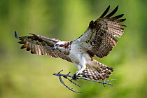 Osprey (Pandion haliaetus) in flight with nesting material, Hungary, July. Nominated in the Telephoto category of the Terre Sauvage Nature Images Awards competition 2015.