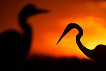 Great white egret (Ardea alba) silhouetted at sunset, Lake Csaj, Pusztaszer, Hungary, February. Winner of the Portfolio category of the Terre Sauvage Nature Images Awards competition 2015.