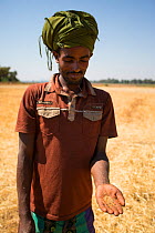 Amhara farmer holding millet (Panicum miliaceum) grains. Jimba, Bahir Dar. Lake Tana Biosphere Reserve. Ethiopia December 2013.