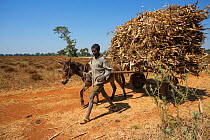 Men with harvest of Corn (Zea mays) on a donkey-pulled cart, Jimba, Lake Tana Biosphere Reserve, Bahir Dar. Ethiopia.  December 2013.