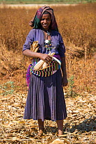 Amhara farmer with corn crop. Jimba, Bahir Dar, Lake Tana Biosphere Reserve, Ethiopia December 2013.