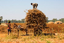 Men piling harvest of corn (Zea mais) on a donkey-pulled cart. Jimba, Lake Tana Biosphere Reserve, Bahir Dar. Ethiopia. December 2013.