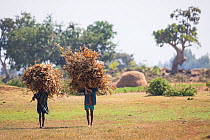 Amhara farmers with corn crop. Jimba, Bahir Dar, Lake Tana Biosphere Reserve, Ethiopia. December 2013.