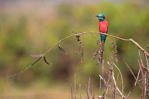 Northern carmine bee-eater (Merops nubicus). Jimba marshland, Bahir Dar, Lake Tana Biosphere Reserve, Ethiopia. December 2013.
