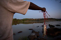 Man with fish caught in Blue Nile River, Lake Tana Biosphere Reserve, Ethiopia. December 2013.