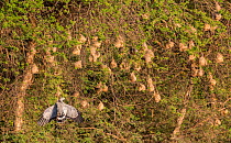 African harrier-hawk (Polyboroides typus) raiding weaver (Ploceus) nests, Lake Tana Biosphere Reserve. Ethiopia.