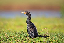 Reed cormorant (Microcarbo africanus) on bank of Blue Nile river. Bahir Dar, Lake Tana Biosphere Reserve. Ethiopia.