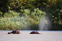 African hippopotamus (Hippopotamus amphibius). Blue Nile river, Bahir Dar, Lake Tana Biosphere Reserve, Ethiopia.