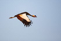 Black crowned crane (Balearica pavonina) in flight. Jimba marshlands, Lake Tana Biosphere Reserve, Bahir Dar. Ethiopia.