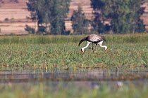 Wattled crane (Bugeranus carunculatus), adult birds at nest. Jimba marshlands, Bahir Dar, Lake Tana Biosphere Reserve, Ethiopia.