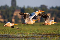 Great white pelicans (Pelecanus onocrotalus) in flight, Jimba marshlands, Bahir Dar, Lake Tana Biosphere Reserve, Ethiopia.