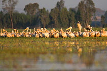 Great white pelican (Pelecanus onocrotalus) flock roosting. Jimba marshlands, Bahir Dar, Lake Tana Biosphere Reserve, Ethiopia.