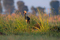 Black crowned crane (Balearica pavonina) Jimba marshlands, Lake Tana Biosphere Reserve, Bahir Dar. Ethiopia.
