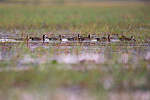 White-faced whistling ducks (Dendrocygna viduata) swimming in wetlands, Jimba, Bahir Dar. Lake Tana Biosphere Reserve. Ethiopia