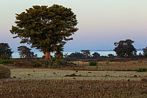 Rural landscape with cultivated fields, isolated old fig trees (Ficus sp.) and dry stone walls. Bahir Dar, Lake Tana Biosphere Reserve. Ethiopia December 2013.