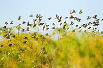 Weaver birds (Ploceus sp.) flock flying through Nile grass (Cyperus papyrus). Jimba wetland, Lake Tana Biosphere Reserve, Ethiopia