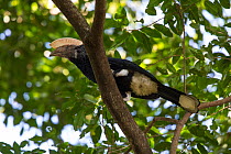 Silvery-cheeked hornbill (Bycanistes brevis) male perched, Jimba, Lake Tana Biosphere Reserve, Ethiopia.