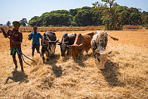 Amhara farmers with cattle grazing on harvested Millet, (Panicum miliaceum) Jimba, Bahir Dar. Lake Tana Biosphere Reserve. Ethiopia, December 2013.