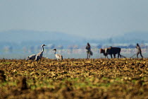 Common cranes (Grus gurs) in field with people and cattle in the background, Lake Tana Biosphere Reserve, Ethiopia. December 2013.