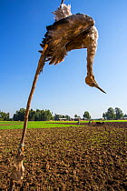 Dead eurasian cranes (Grus grus) juvenile hanging as scarecrow in cultivated fields on shores. Shesher lake, Fogera Plains. Lake Tana Biosphere Reserve