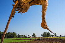 Dead Eurasian cranes (Grus grus) juvenile hanging as scarecrow in cultivated fields on shores. Shesher lake, Fogera Plains. Lake Tana Biosphere Reserve, Ethiopia.