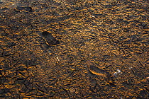 Human footprints and wading bird footprints in cracked mud, Shesher lake, Fogera Plains, Lake Tana Biosphere Reserve, Ethiopia. December 2013.