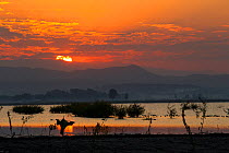 Sunrise on Shesher lake, Fogera Plains. Lake Tana Biosphere Reserve, Ethiopia. December 2013.