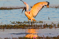 African sacred ibis (Threskiornis aethiopicus) stretching wings in water, Fogera plains, Lake Tana Biosphere Reserve. Ethiopia.