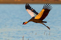 Black crowned crane (Balearica pavonina) in flight over water, Fogera plains, Lake Tana Biosphere Reserve, Ethiopia.
