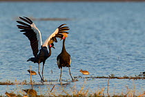 Black crowned crane (Balearica pavonina) pair with one stretching wings, Fogera plains, Lake Tana Biosphere Reserve. Ethiopia.