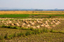 Harvest of  Nile grass (Cyperus papyrus) Fogera Plains, Lake Tana Biosphere Reserve, Ethiopia. December 2013.