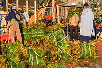 Nile grass (Cyperus papyrus) harvest for sale in Bahir Dar harbour. Lake Tana Biosphere Reserve, Ethiopia. December 2013.