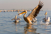 Great white pelicans (Pelecanus onocrotalus) feeding near fishery. Bahir Dar, Lake Tana Biosphere Reserve, Ethiopia.