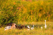 Zebu cow resting in wetlands with Egrets (Egretta) Jimba Wetlands, Lake Tana Biosphere Reserve, Ethiopia.