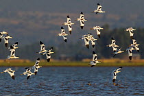 Pied avocet (Recurvirostra avosetta) flock in flight, Shesher lake, Fogera Plains. Lake Tana Biosphere Reserve, Ethiopia.