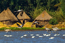 Eurasian cranes (Grus grus) taking off from Shesher lake, Fogera Plains, Lake Tana Biosphere Reserve, Ethiopia. December 2013.