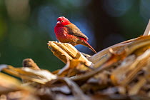 Bar-breasted Firefinch (Lagonosticta rufopicta) perched in dried reed, Lake Tana Biosphere Reserve, Ethiopia.