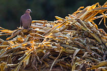 Vinaceous dove (Streptopelia vinacea) perched in dried reeds, Lake Tana Biosphere Reserve, Ethiopia.