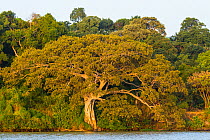 Forest on Tana Qirqos Island, Lake Tana Biosphere Reserve, Ethiopia. December 2013.