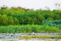 Shoreline wetland of Tana Qirqos Island with Nile grass (Cyperus papyrus) Lake Tana Biosphere Reserve, Ethiopia.