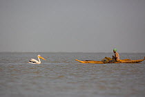Great white pelican (Pelecanus onocrotalus) next to fishing boat, Lake Tana Biosphere Reserve, Ethiopia. December 2013.