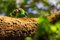 Yellow-fronted parrot (Poicephalus flavifrons) two preening in tree, Zege peninsula, Lake Tana Biosphere Reserve, Ethiopia. Endemic to Ethiopia