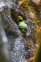 Yellow-fronted Parrot (Poicephalus flavifrons) in tree, Zege peninsula, Lake Tana Biosphere Reserve, Ethiopia. Endemic to Ethiopia