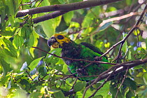 Yellow-fronted parrot (Poicephalus flavifrons) perched in tree, Zege peninsula, Lake Tana Biosphere Reserve, Ethiopia. Endemic to Ethiopia